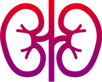 Kidneys icon